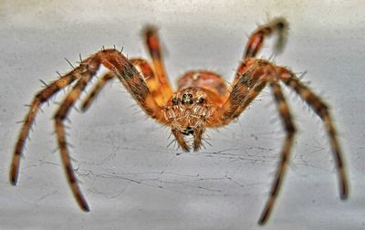Close-up of spider