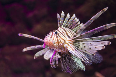 Close-up of purple flower