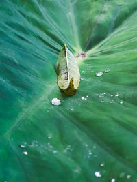 Close-up of raindrops on green leaves