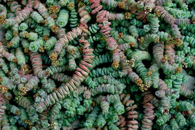 Full frame shot of succulent plant