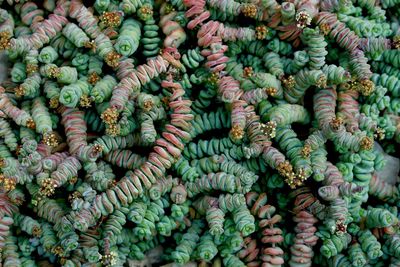 Full frame shot of succulent plants growing outdoors