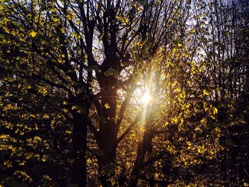 Sun shining through trees