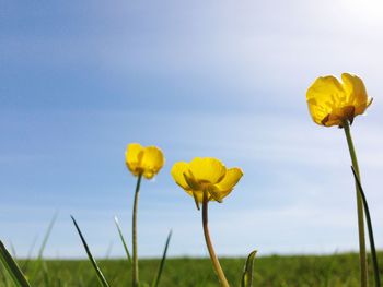 Close-up of yellow flowers blooming in field