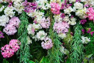 Close-up of pink flowering plants