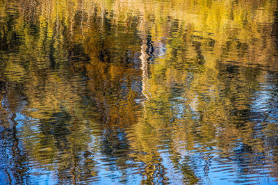 Reflection of trees in water