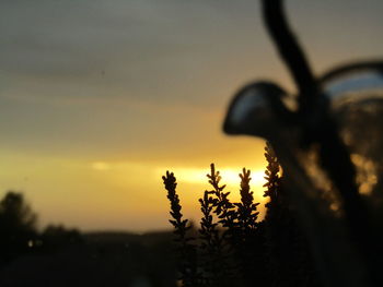 Close-up of silhouette plant against sky at sunset