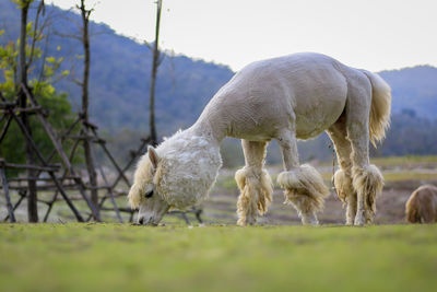 Alpaca, in the lovely zoo.