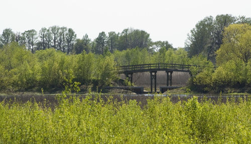 View of trees in park