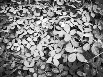 Full frame shot of leaves