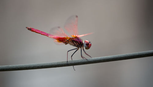 Close-up of insect on plant