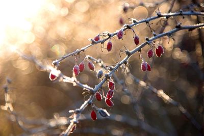 Close-up of berries on tree