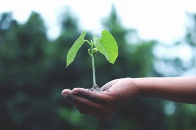 Close-up of hand holding plant