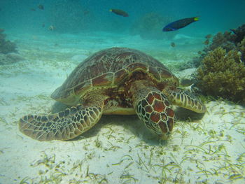 Close-up of turtle swimming in sea