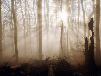 Trees in forest