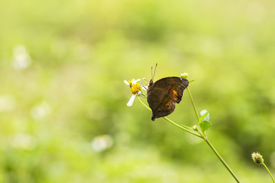 Close-up of butterfly pollinating on flower