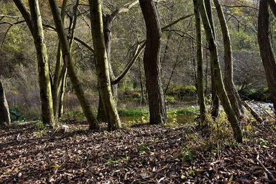 Trees in forest