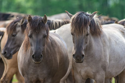 Horses in the field