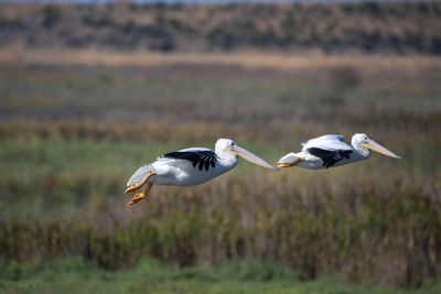 Birds flying over a field