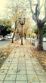 Empty footpath along trees