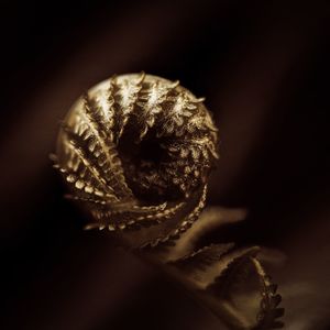 Close-up of shell over white background