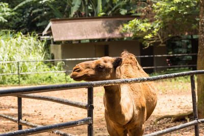 Horse standing in ranch