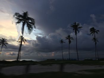 Palm trees on beach against sky