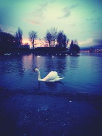 Swan floating on lake against sky