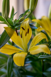 Close-up of yellow flowers