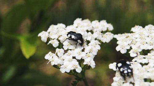 Close-up of insect on white flower