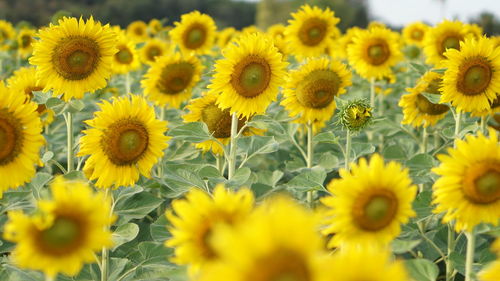 Close-up of yellow flowering plant