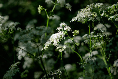 Close-up of flowering plants on field