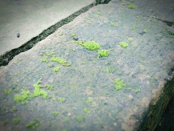 High angle view of moss on footpath