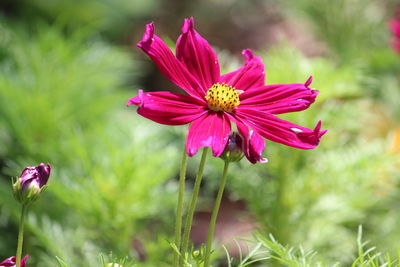 Close-up of pink cosmos flower