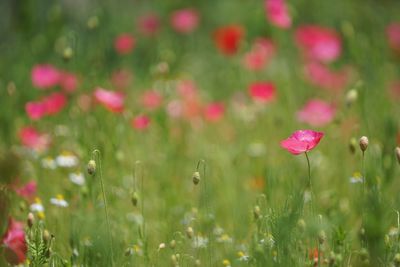 Close-up of pink flowers blooming on field