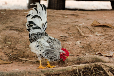 View of a bird on a field