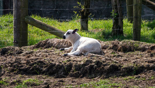 View of sheep in zoo