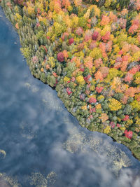 High angle view of flowering plants by lake