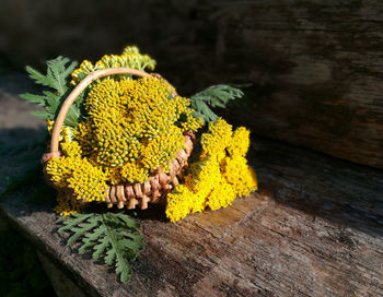 Close-up of yellow flower