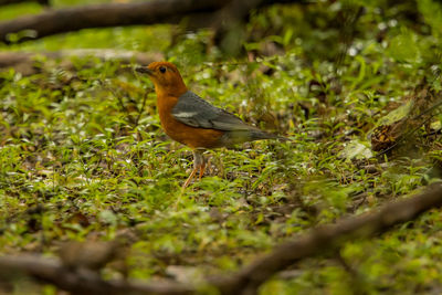 Bird perching on a field
