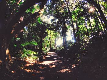 Trees in forest