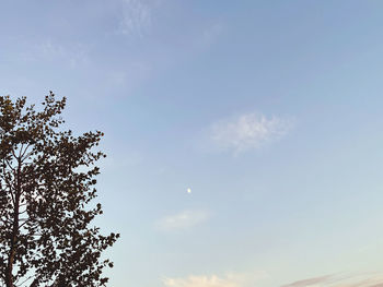 Low angle view of tree against sky