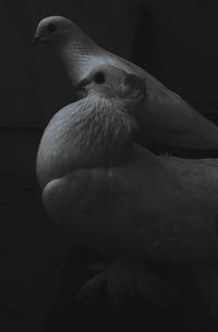 Close-up of parrot in nest