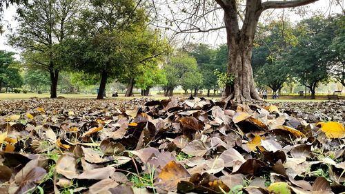 Surface level of leaves