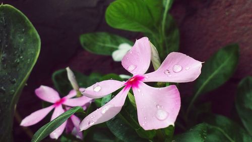 Close-up of wet pink flowers growing on plant