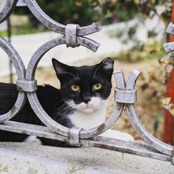 Portrait of black and white tuxedo cat