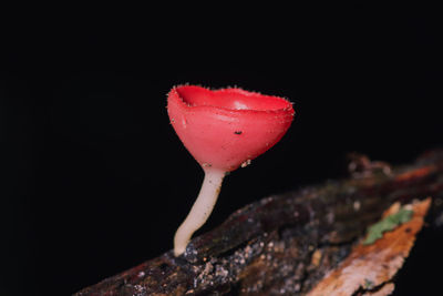 Close-up of red flower against black background