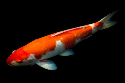 Close-up of fish against black background