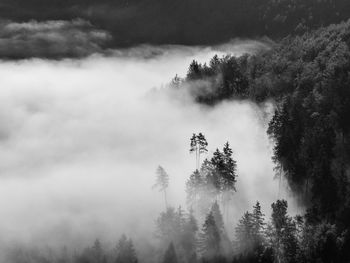 Low angle view of trees against sky in forest