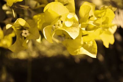 Close-up of yellow flowers blooming outdoors