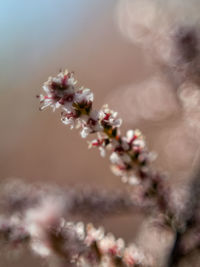 Close-up of pink cherry blossom